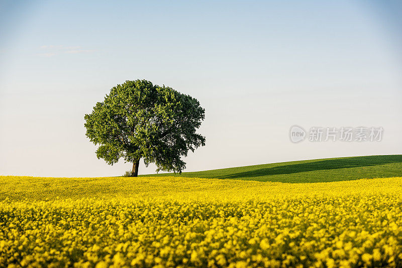 油菜籽地里的梧桐树