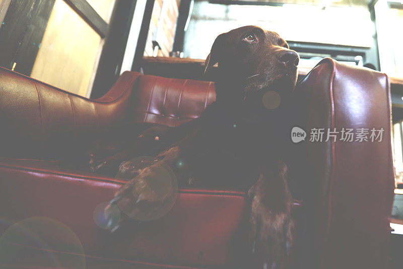 有趣的狗巧克力拉布拉多寻回犬在主人的沙发上红色复古风格在家庭办公室看着相机无聊的眼睛。狗在客厅休息。背景中国门风格与复制空间。鲜艳的颜色，泰国曼谷
