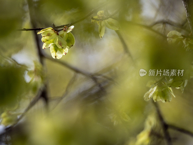 榆树开花