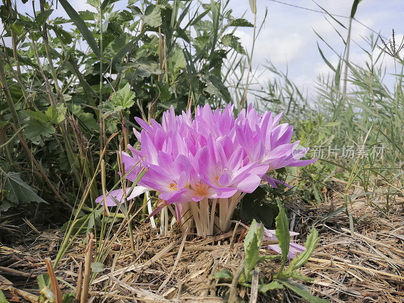 秋番红花或草甸番红花