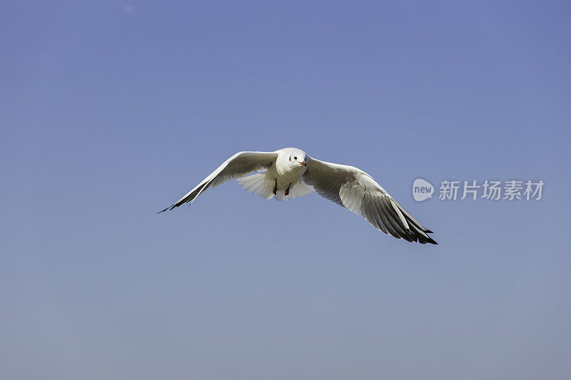 海鸥飞