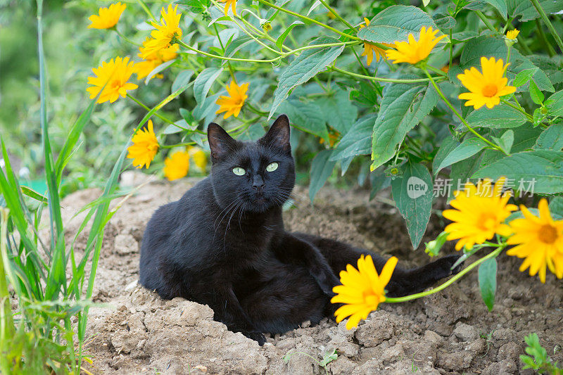 黑猫在花坛里休息