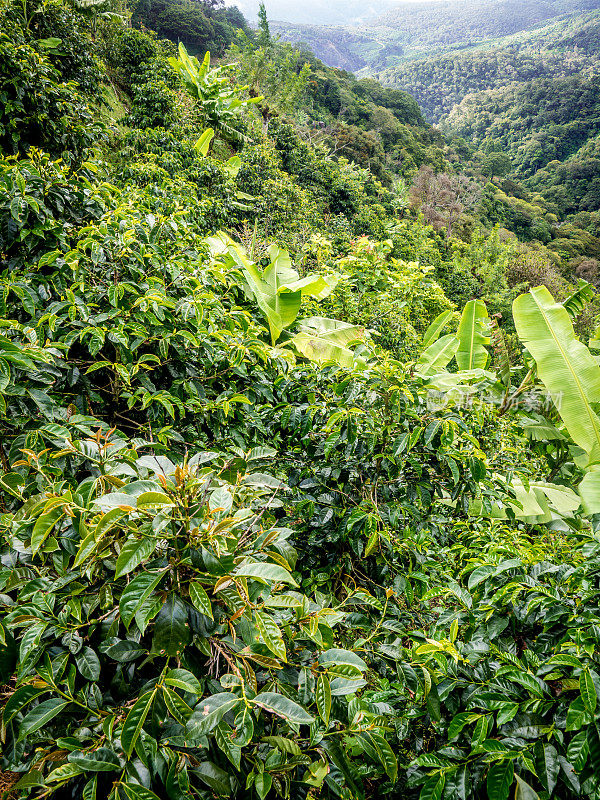 哥斯达黎加圣玛丽亚地区的咖啡种植园