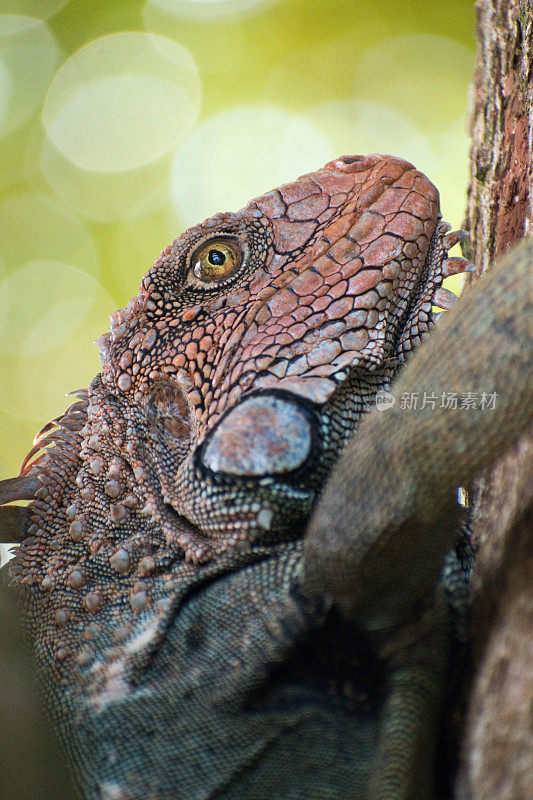 鬣蜥-曼纽尔安东尼奥国家公园-哥斯达黎加-野生动物