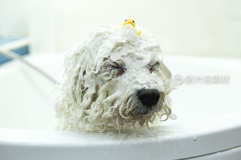 小白犬品种卷毛比雄在美容沙龙洗澡。宠物护理