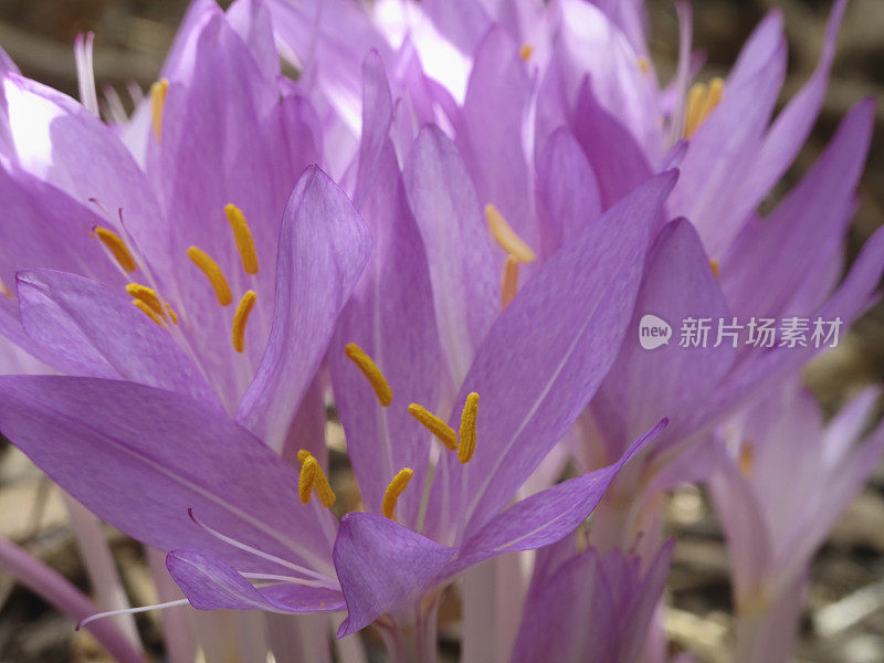 番红花紫色植物特写花瓣雌蕊雄蕊