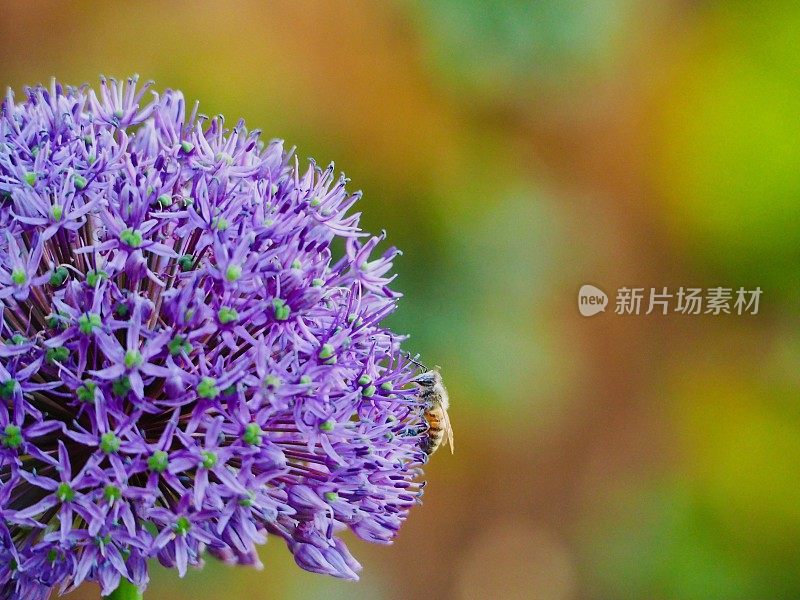 葱属植物的蜜蜂