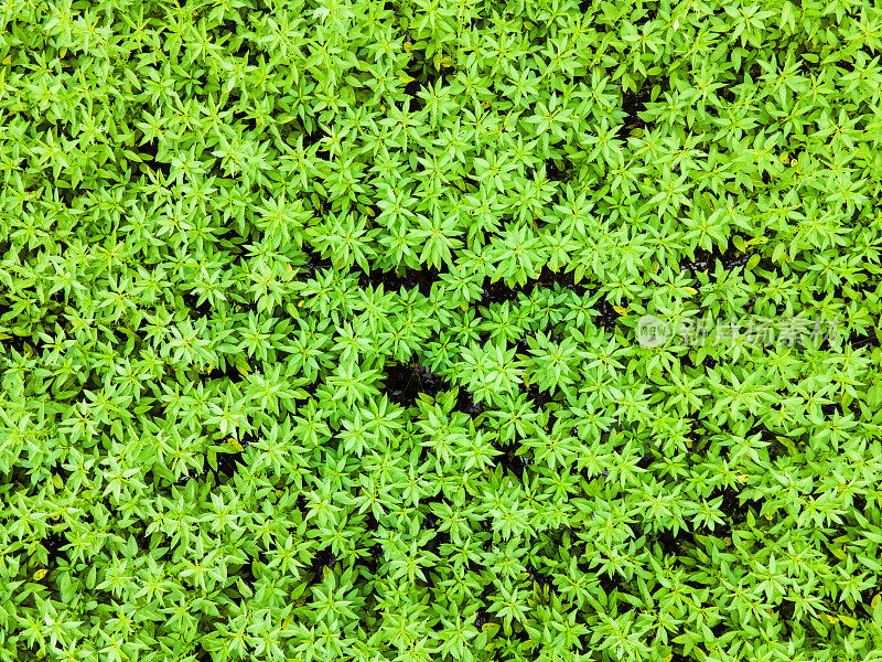 空中俯瞰绿色黄麻植物在田野。孟加拉国的黄麻种植