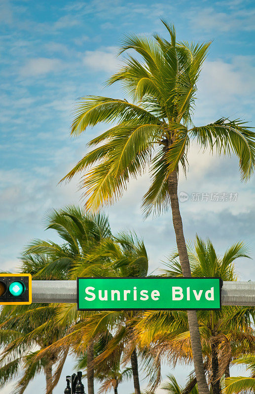 佛罗里达州劳德代尔堡日出大道的棕榈树路标