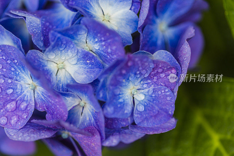 绣球花特写