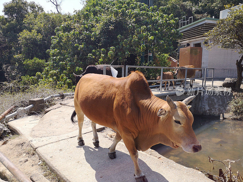 香港西贡半岛的牛