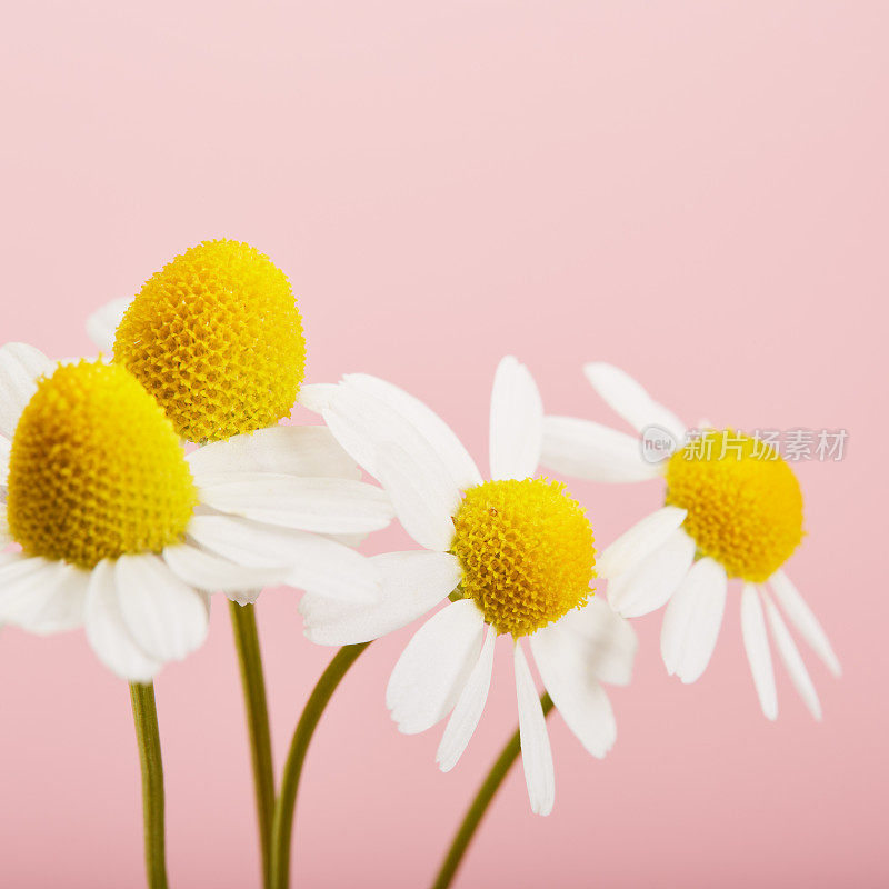 一束雏菊花对粉彩背景