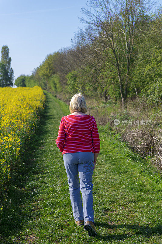 在英国剑桥郡，一名活跃的年老的女性徒步行走在一片油菜籽田里。