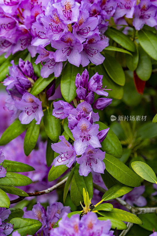 雨中的紫色杜鹃花
