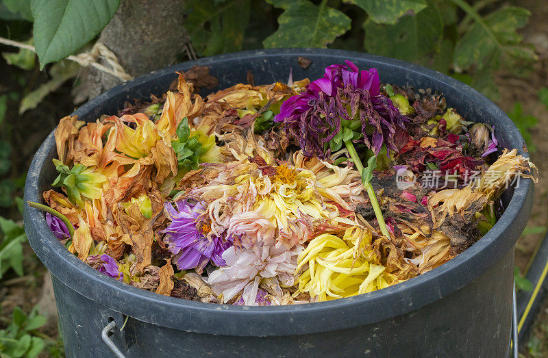 花园里的大丽花死了