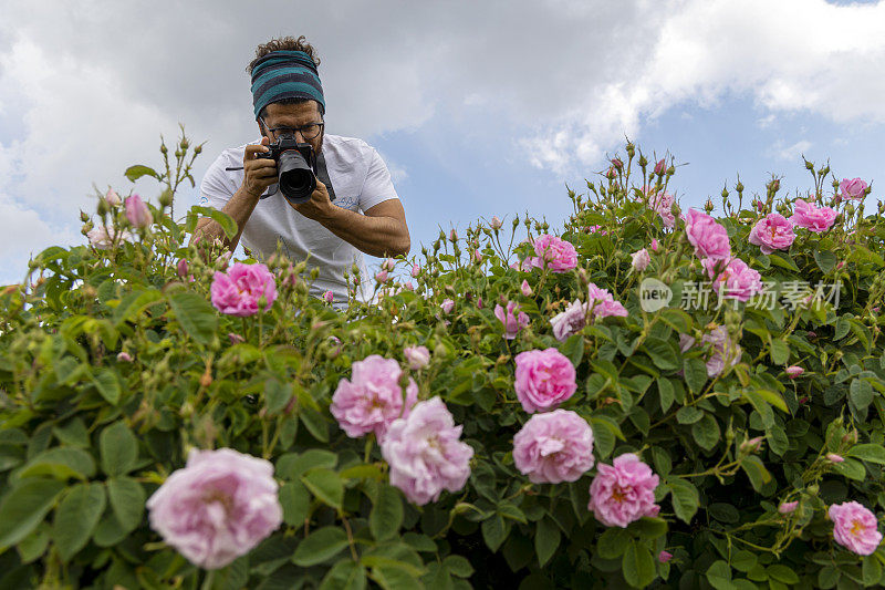 自由摄影师在玫瑰田里拍照