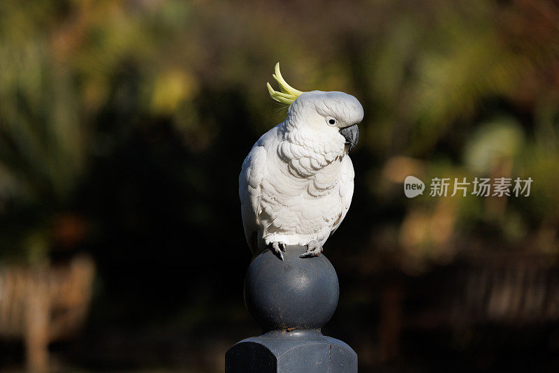 硫冠凤头鹦鹉，柱子上的仙人掌