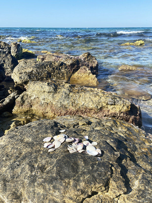 海岸岩石上的贝壳