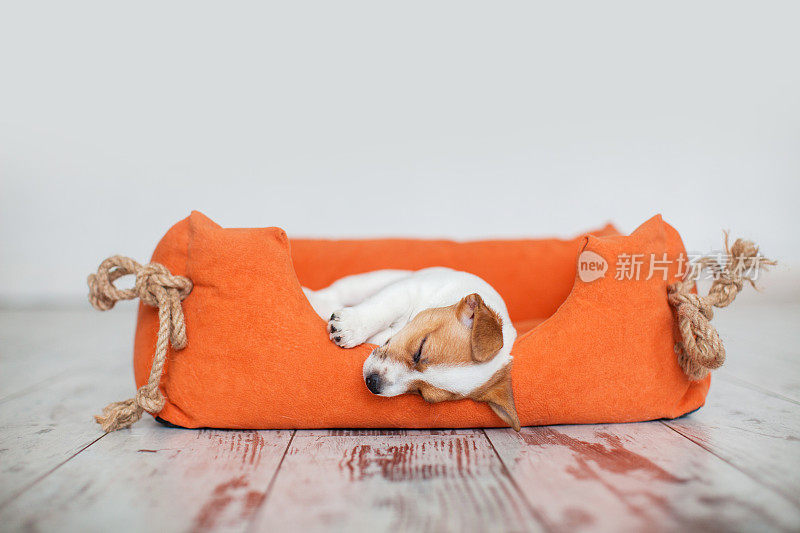 小狗睡在家里的橙色床上
