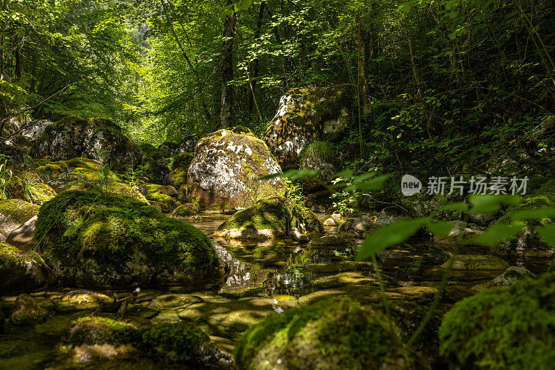 河流在茂密的森林中的岩石中流动的风景