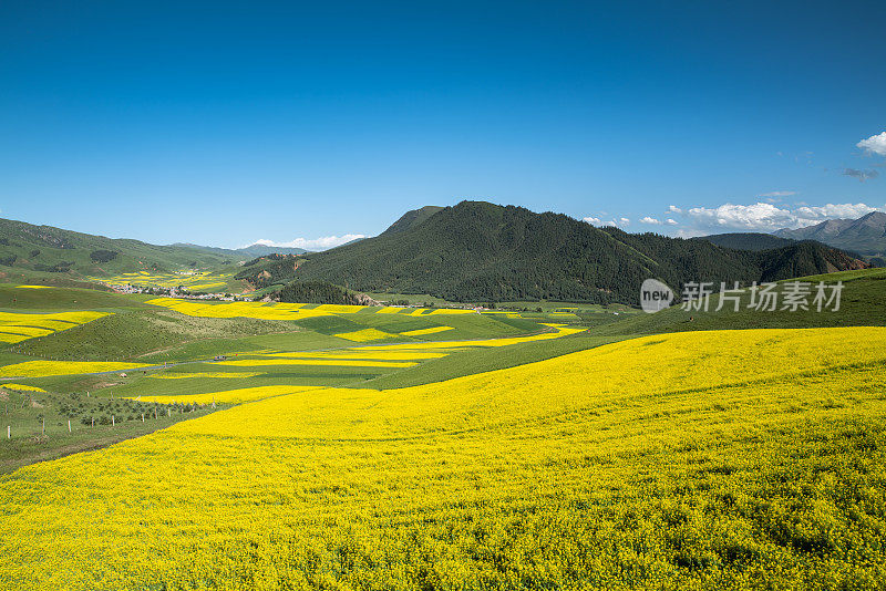 青海省祁连县的扎尔山