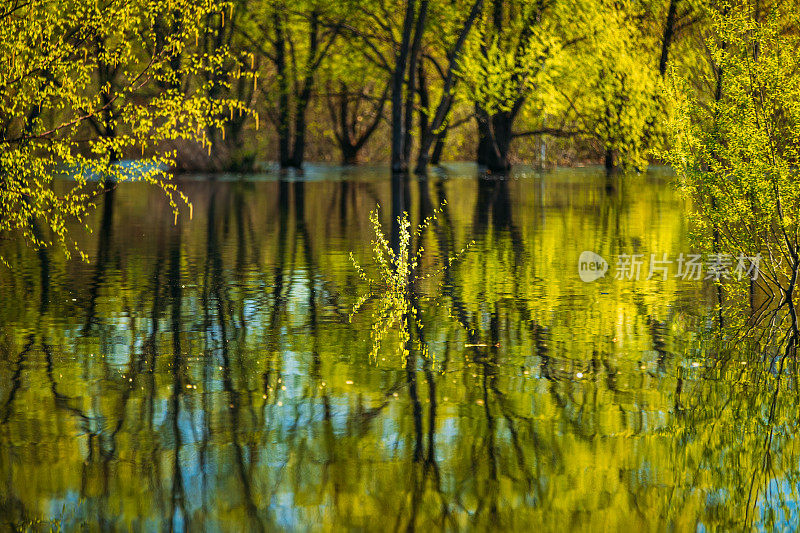春天洪水泛滥时站在水里的树。春洪洪水中树木树木的倒影。美丽的春色，河中的倒影。泛滥湖泊或河流