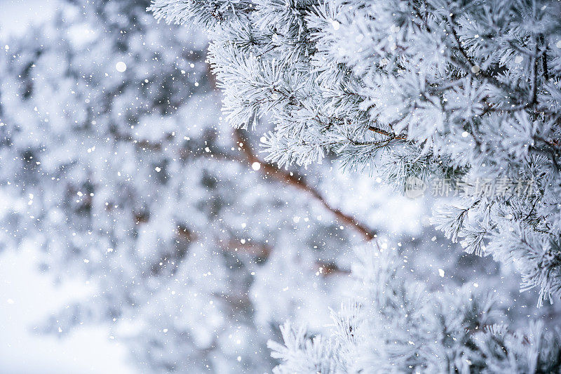 冬天的景象――覆盖着积雪的冰冻松枝。森林里的冬天