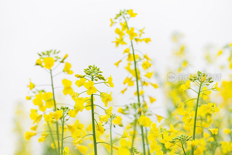 油菜花儿