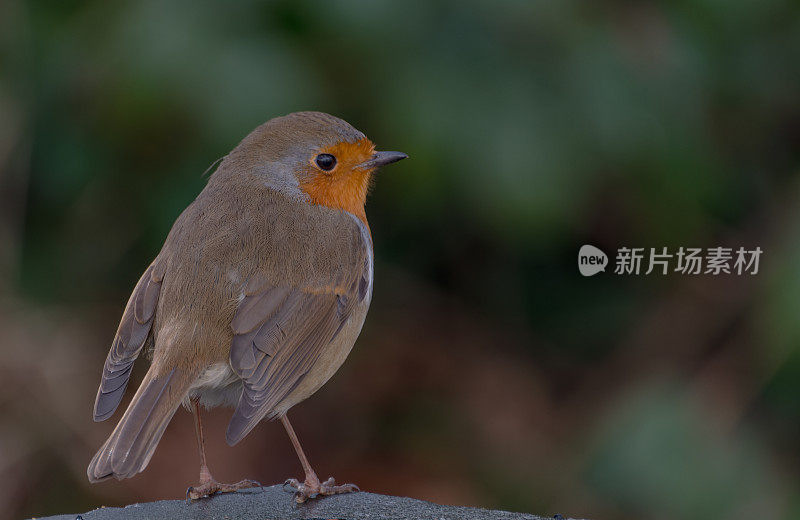 罗宾(红心rubecula)