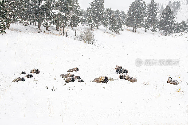 美国怀俄明州黄石公园，一群野牛或水牛在白雪覆盖的山坡上休息