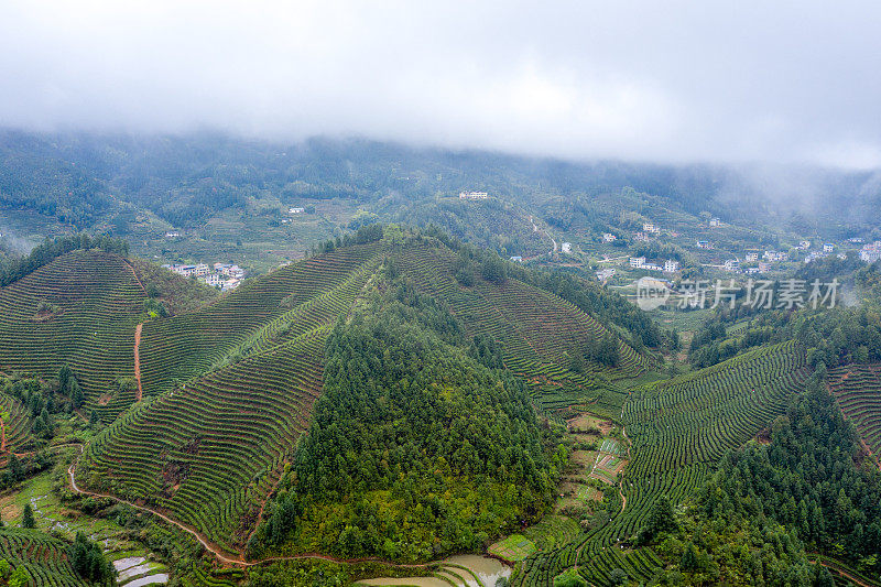 航拍茶园，现代农业