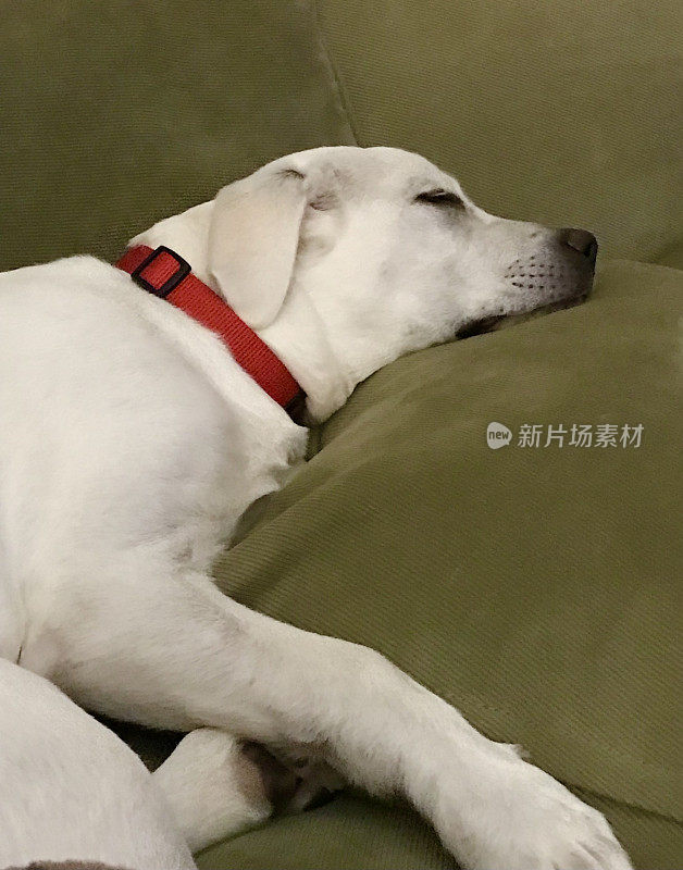 睡觉的拉布拉多猎犬