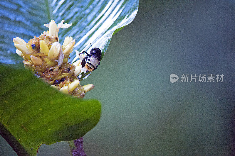 色彩鲜艳的大黄蜂与满载花粉袋授粉野花，托里阿尔巴，哥斯达黎加