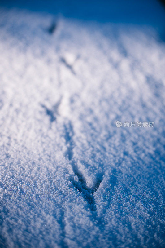 乌鸦在雪和阴影中留下足迹