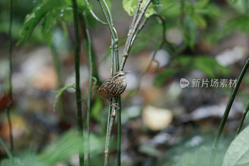 莺:成年不眨的莺(癫尾莺属)。