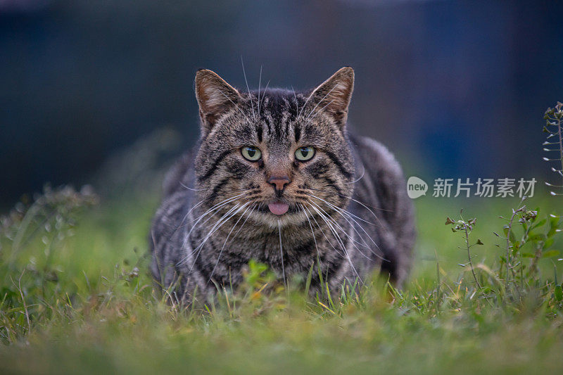 迷路的虎斑猫正坐在草地上