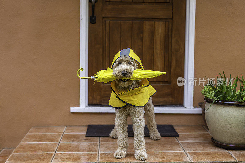 雨天金毛犬散步