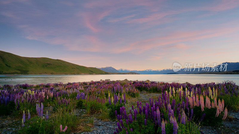 特卡波湖的Lupins