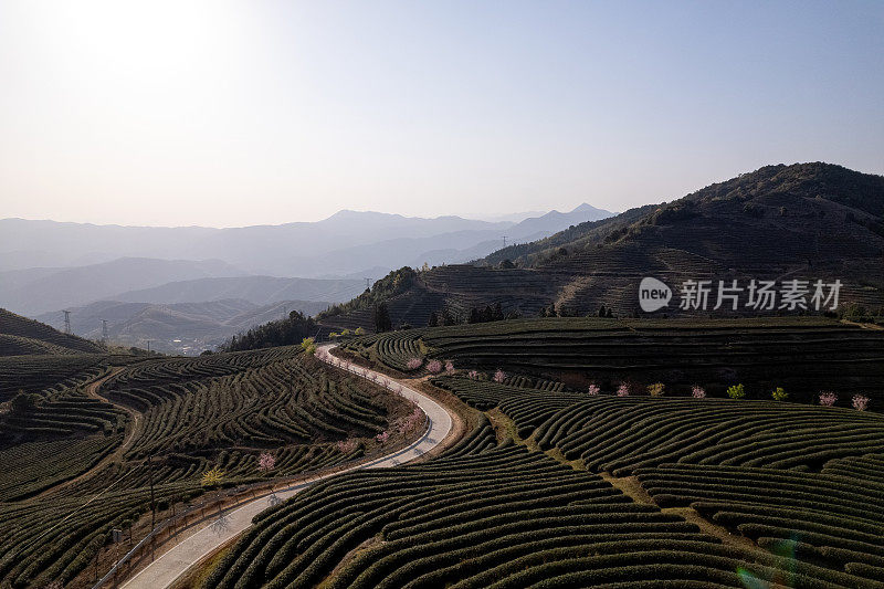 郁郁葱葱的梯田茶园