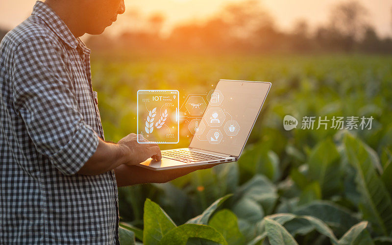 农民在年轻的烟草领域工作，男子使用数字笔记本电脑规划管理，检查或分析年轻的烟草种植后。智能农业技术的农业概念。