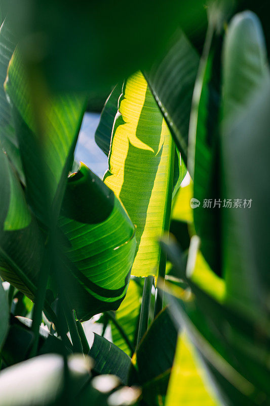 苗圃里的植物