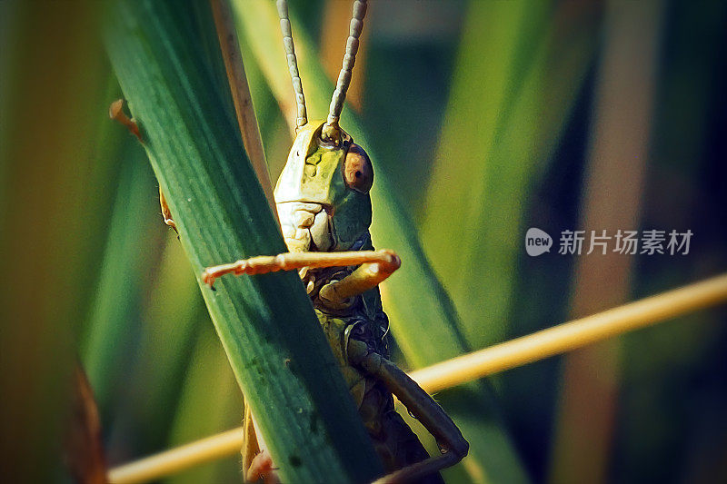 草地蚱蜢昆虫