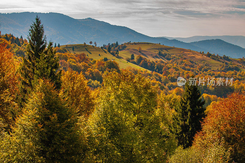秋高气爽，山林景色缤纷。喀尔巴阡山,乌克兰