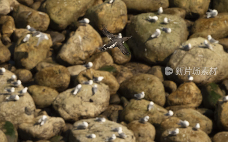 在英国英格兰约克郡弗兰伯勒角的本普顿悬崖自然保护区附近飞行的海鸠