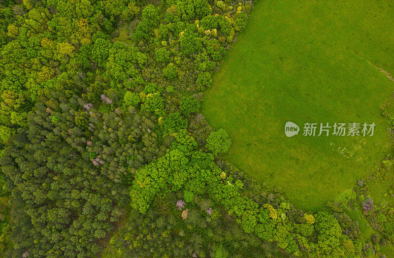 鸟瞰郊区树木之间的道路