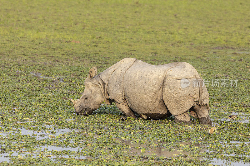 大印度犀牛在漂浮的植被上吃草