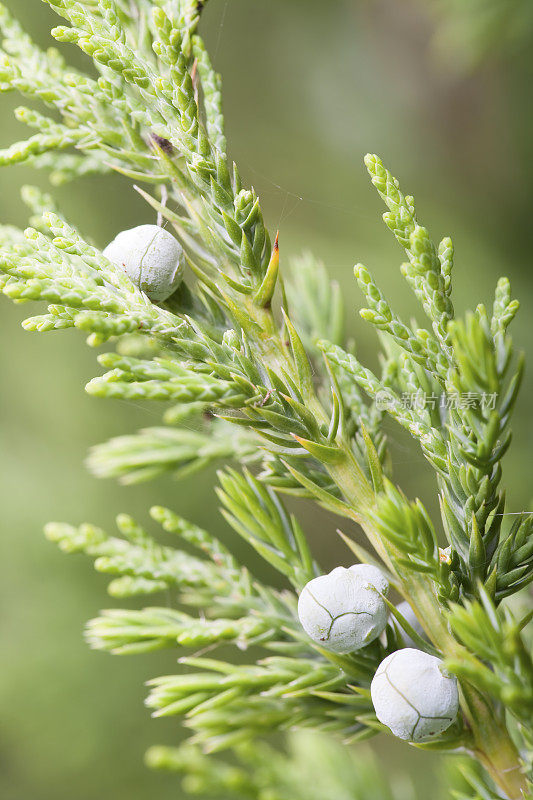 Juniperus萨比娜