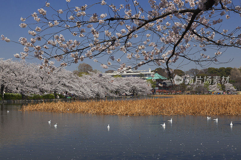 上野，清水池和樱花，东京，太东