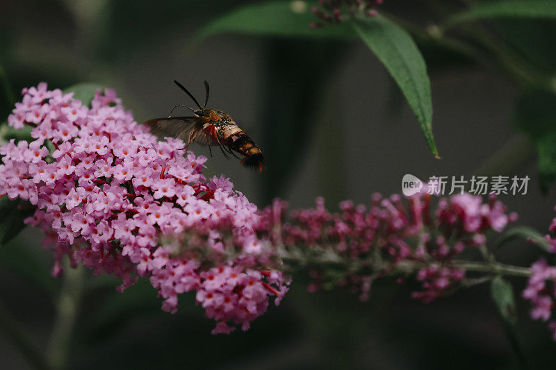 蜂鸟蛾正在吃蝴蝶丛花