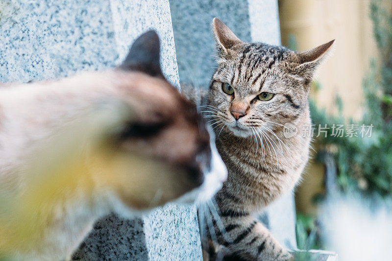 雄猫战斗前的凝视